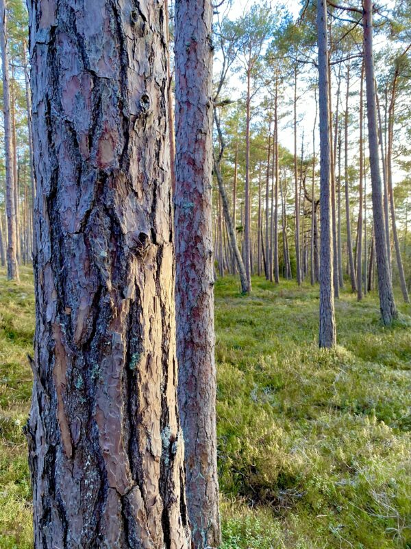 6. Metsa- ja põlendikuretk - Image 2