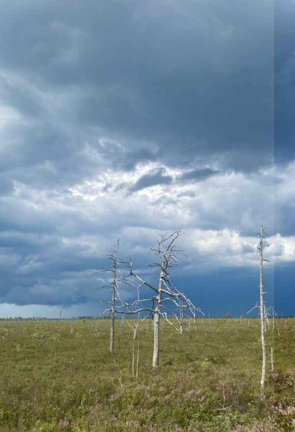 6. Metsa- ja põlendikuretk - Image 3