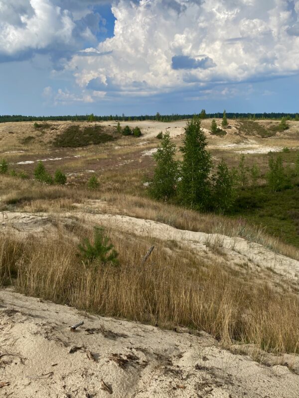 6. Metsa- ja põlendikuretk - Image 4